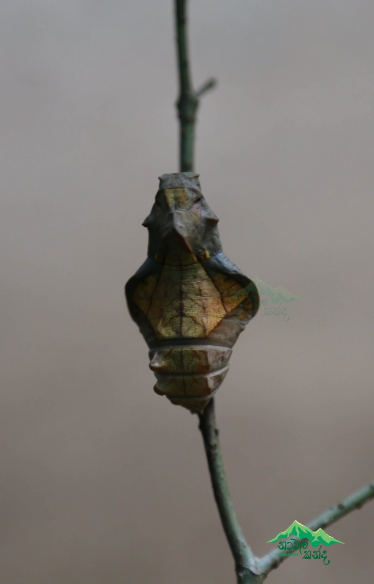 Troides darsius Gray, 1852